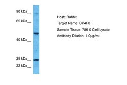 CYPIVF8 Rabbit anti-Human, Polyclonal, Novus Biologicals 0.1 mL | Buy Online | Novus Biologicals | Fisher Scientific